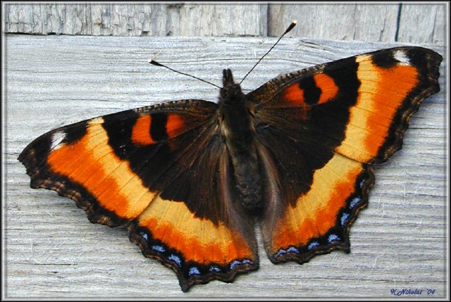 Butterfly-x=612